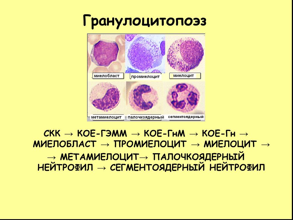 Миелоцит фото под микроскопом