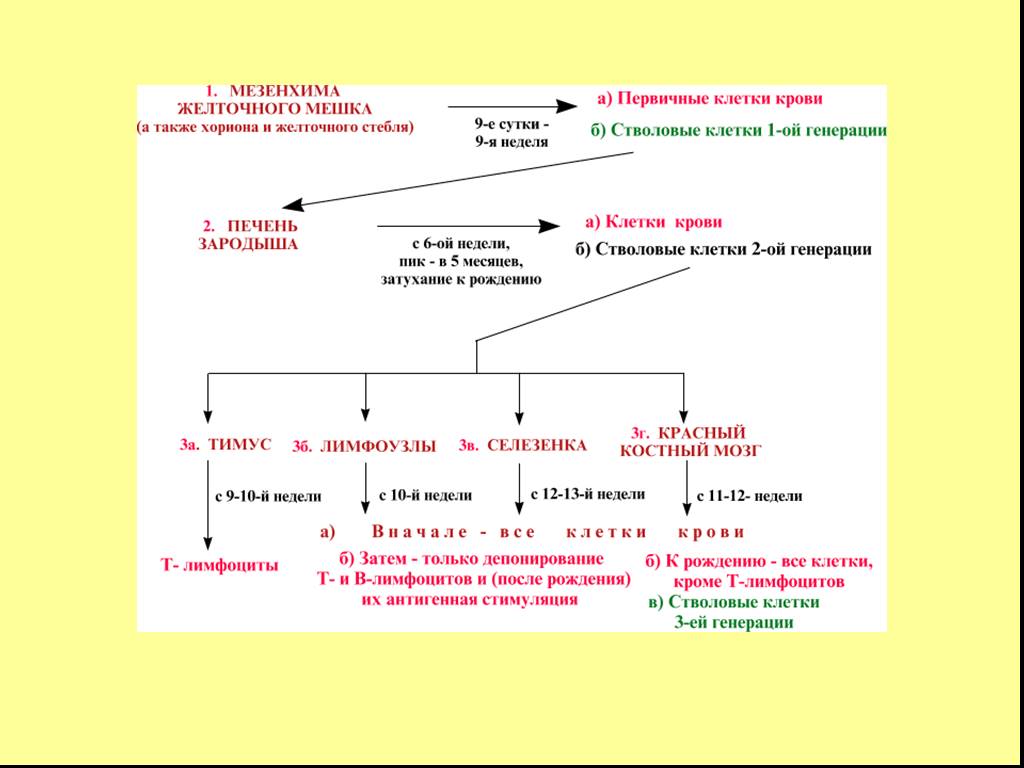 Первичный мешок. Эмбриональное кроветворение схема. Эмбриональный гемопоэз схема. Схема образования клеток крови и иммунной. Схема гемопоэза гистология.