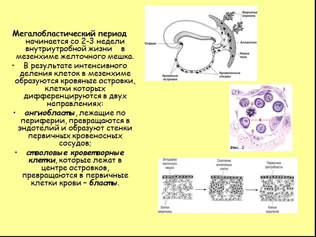 В результате интенсивного. Мезенхима желточного мешка. Мегалобластический Тип кроветворения. Кровяные островки в мезенхиме. Мегалобластический гемопоэз.