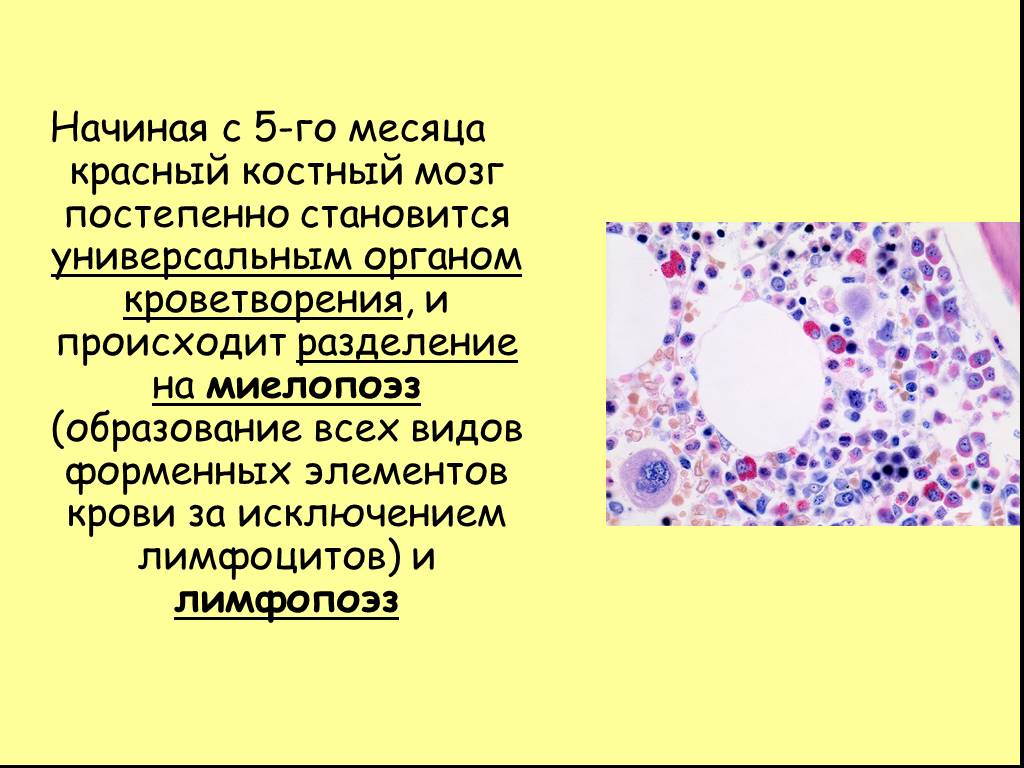 Элемент образующийся в красном костном мозге. Эмбриогенез красного костного мозга. Красный костный мозг эмбриональное развитие. Гемопоэз в Красном костном мозге. Эмбриональные источники развития красного костного мозга.