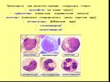 Гранулоциты при развитии проходят следующие стадии: миелобласт (не имеет гранул) промиелоцит (первичные, азурофильные гранулы) миелоцит (появление специфических гранул, округлое ядро) метамиелоцит (бобовидное ядро) палочкоядерный сегментоядерный