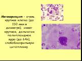 Мегакариоцит – очень крупная клетка (до 150 мкм в диаметре); имеет крупное, дольчатое полиплоидное ядро (до 64n), слабобазофильную цитоплазму.