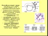 Мегалобластический период начинается со 2-3 недели внутриутробной жизни в мезенхиме желточного мешка. В результате интенсивного деления клеток в мезенхиме образуются кровяные островки, клетки которых дифференцируются в двух направлениях: ангиобласты, лежащие по периферии, превращаются в эндотелий и 