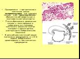 Одновременно с эритропоэзом в желточном мешке экстраваскулярно – вне просвета сосудов - идёт гранулоцитопоэз – образуются нейтрофильные и эозинофильные гранулоциты. После образования кровеносных сосудов в теле зародыша и соединения их с сосудами желточного мешка эти клетки попадают в другие органы, 