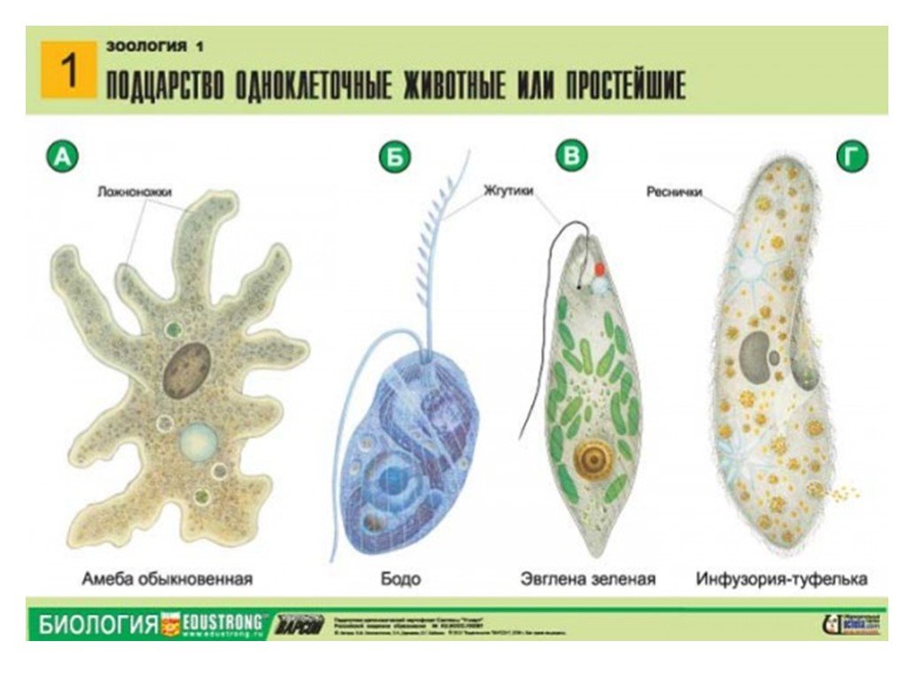 Простейшие презентация биология