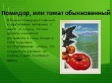 В России помидоры появились в царствование Екатерины II вместе со слухом, что они ядовиты и их нельзя употреблять в пищу. Только в 1850 году наши соотечественники узнали, что плоды этого растения не опасны, а даже полезны и вкусны.