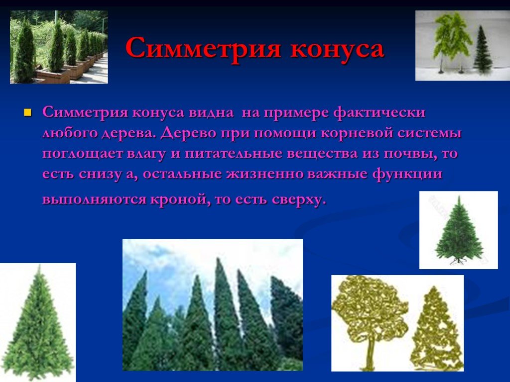 На примере можно увидеть. Симметрия дерева. Симметрия конуса у деревьев. Симметрия конуса у растений. Симметрия у растений дерева.
