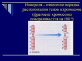 Инверсия - изменение порядка расположения генов в хромосоме (фрагмент хромосомы поворачивается на 180 º)