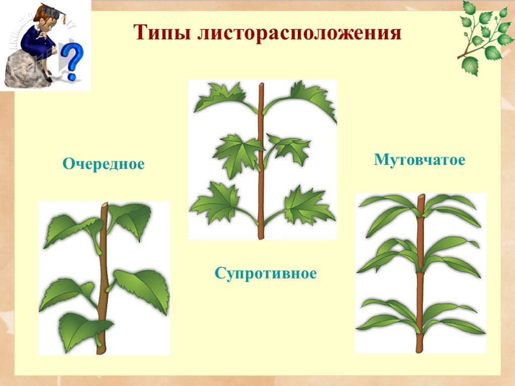 Внешнее строение листьев и листорасположение. Очередное супротивное мутовчатое. Традесканция листорасположение. Листорасположение 6 класс биология. Листорасположение клена.