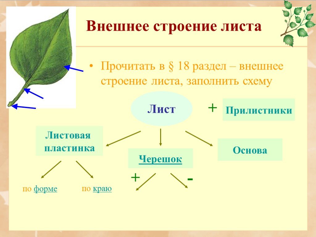 Проект по биологии на тему лист 6 класс