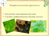 Морфологический практикум. Рассмотрите предложенные растения. Сделайте морфологическое описание листьев.