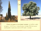 Самое большое количество листьев на побеге имеет кипарис – 40-50 млн. чешуйчатых листьев. На большом дубе растет в среднем около 250 тысяч листьев. Самые-самые…