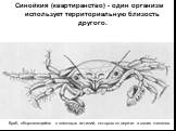Синойкия (квартиранство) - один организм использует территориальную близость другого. Краб, обороняющийся с помощью актиний, которых он держит в своих клешнях.