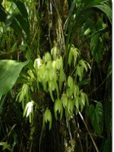 Орхидеи добывают воду. Около половины орхидей в мире обитают на ветвях других растений. Они обычно имеют толстые листья с восковой поверхностью, задерживающей испарение влаги. Некоторые виды орхидей имеют пустотелые стебли, в которых хранится вода.