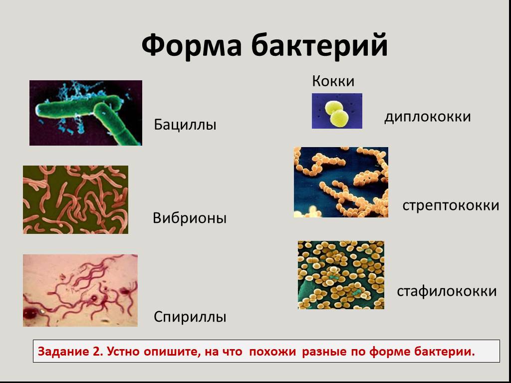 Общая характеристика бактерий 7 класс биология презентация. Формы бактерий кокки бациллы вибрионы. Формы бактерий кокки бациллы. Форма бактерии бациллы вибрионы. Формы бактерий кокки диплококки стафилококки.