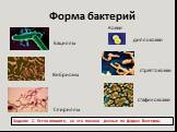 Бациллы Вибрионы Спириллы Кокки диплококки стрептококки стафилококки Форма бактерий. Задание 2. Устно опишите, на что похожи разные по форме бактерии.
