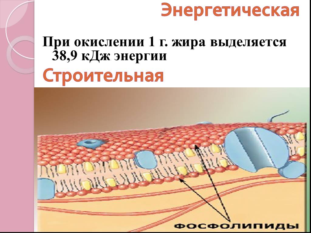 Жир выделяют. При окислении 1 г жира выделяется энергии. При окислении 1 г жира выделяется энергии КДЖ. При окислении 1г жиров выделяется. Окисление 1 г жира.