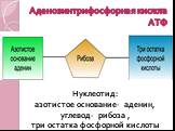 Аденозинтрифосфорная кислота АТФ. Нуклеотид: азотистое основание- аденин, углевод- рибоза , три остатка фосфорной кислоты