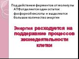 Под действием ферментов от молекулы АТФ отделяется один остаток фосфорной кислоты и выделяется большое количество энергии Энергия расходуется на поддержание процессов жизнедеятельности клетки