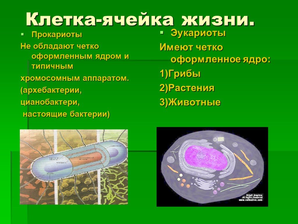 Клетки прокариот не имеют ядра. Бактериальная клетка имеет оформленное ядро. Уровни организации жизни.прокариоты. Микроорганизмы эукариоты. Оформленное ядро.