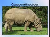 Однорогий носорог