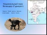 Национальный парк Велвадар (Гуджарат). Саванна Новой дельты. Большая концентрация черных козлов.