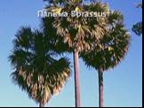 Пальма Borassus