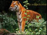 Тигр индийский
