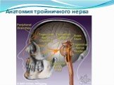 Анатомия тройничного нерва