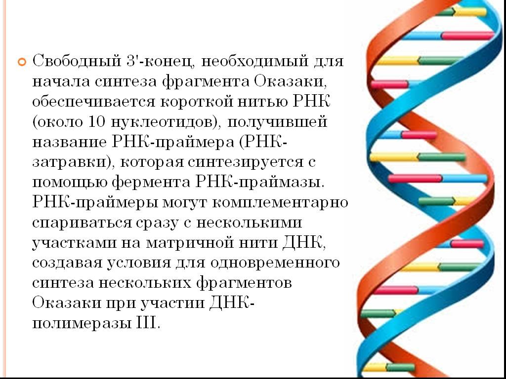 Нить рнк. Ферменты Оказаки. Молекулярная структура ДНК расшифрована. РНК Праймеры.