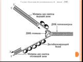 Схема образования репликационной вилки ДНК