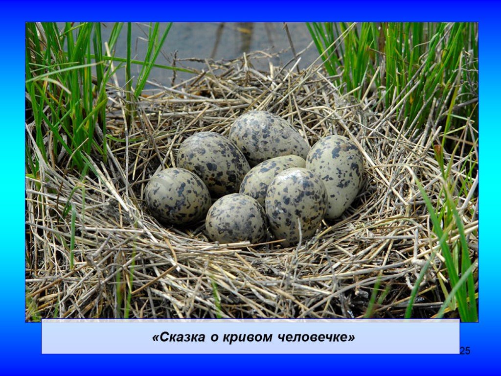 Птицы гнезда на земле. Сарыч гнездо яйцо. Яйца птиц. Гнездо с яйцами. Птичьи яйца в гнезде.