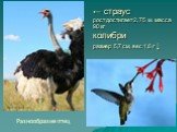 ← страус рост достигает 2, 75 м, масса 90 кг колибри размер 5,7 см, вес 1,6 г ↓. Разнообразие птиц
