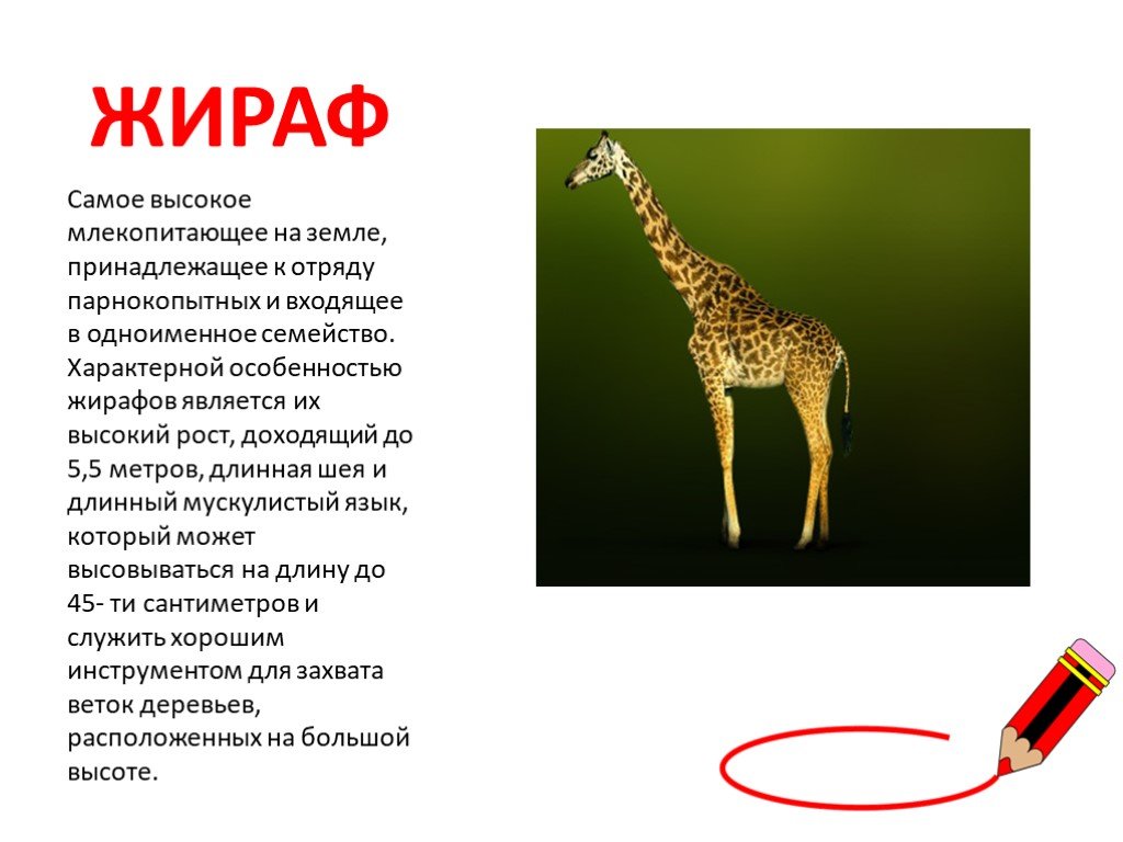 Какой тип развития характерен для сетчатого жирафа