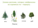 Назови растения, которые изображены на картинках по – порядку. ель береза сосна дуб