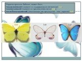 Окраска крыльев бабочек может быть пигментной (зависит от содержащихся пигментов) (1), оптической (зависит от преломления света) (2)и комбинационной (сочетающая два предыдущих типа окраски) (3). (1) (2) (3)