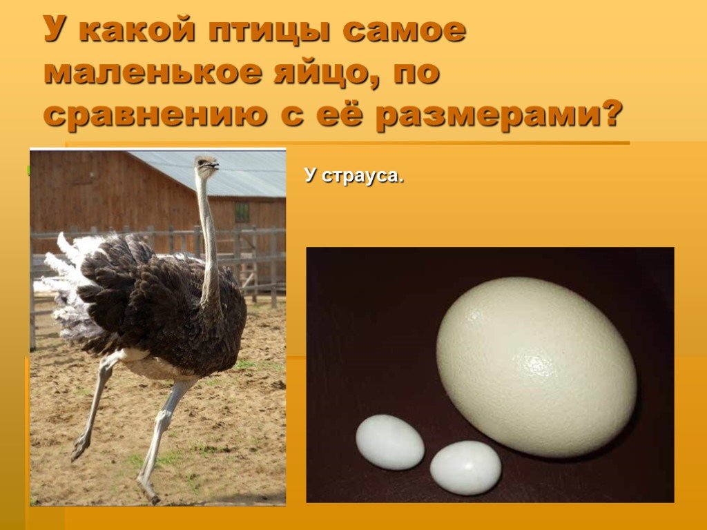 Самое сильное яйцо. Самое МАЛЕНЬКОЕЯЙЦО пиицы. У какой птицы самые маленькие яйца. Маленькое яйцо страуса. Самое маленькое яйцо птицы.