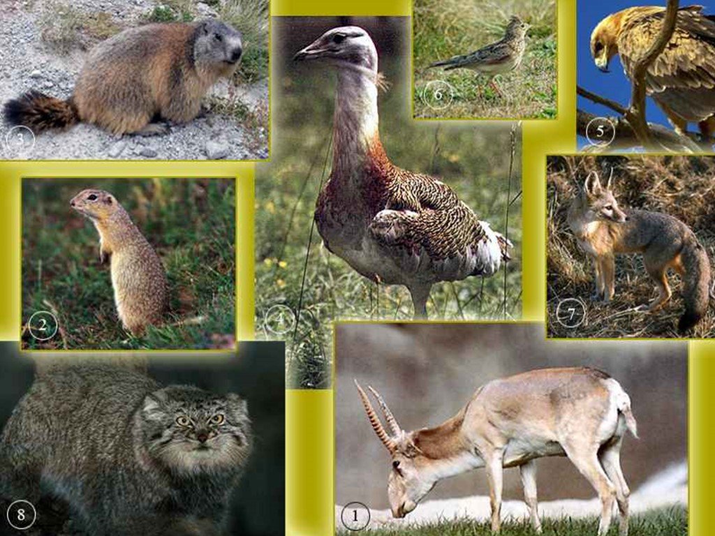 Кто живет в степи животные. Животный мир степи. Степные звери. Степь природная зона животные. Животные мир степи России.