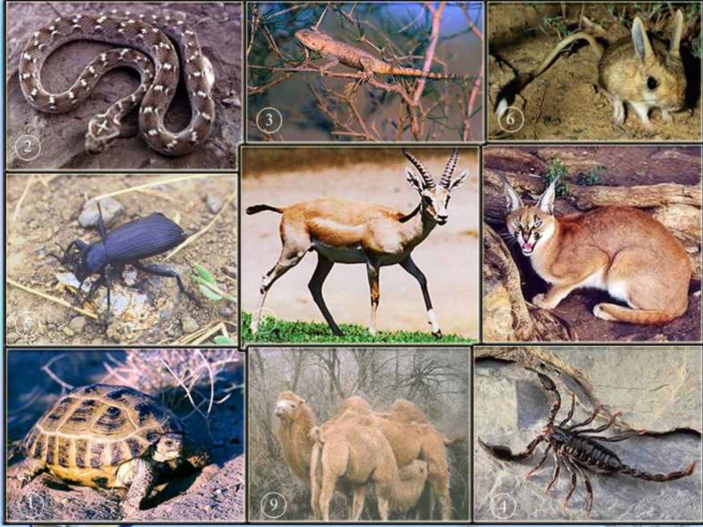 Какие животные обитают в пустынях и полупустынях