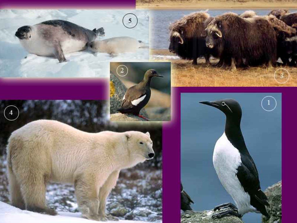 Природные зоны россии арктические пустыни животные. Животные арктической пустыни в России. Арктическая пустыня животный мир. Арктические пустыни животные. Арктическая пустыня животные.