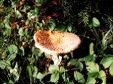 Осень приглашает в лес собрать ее грибные подарки. Догадайся, какие грибы мы положим в лукошко?