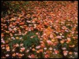 Кружит осенний листопад Пластинкой яркой, звонкой, И листья павшие скользят Оранжевой поземкой.