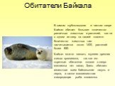 В самом глубоководном и чистом озере Байкал обитает большое количество различных животных и растений, как ни в одном из озер на нашей планете. Количество животных там насчитывается около 1400, растений более 850. Байкал можно назвать музеем древних живых организмов, так как его коренные обитатели по