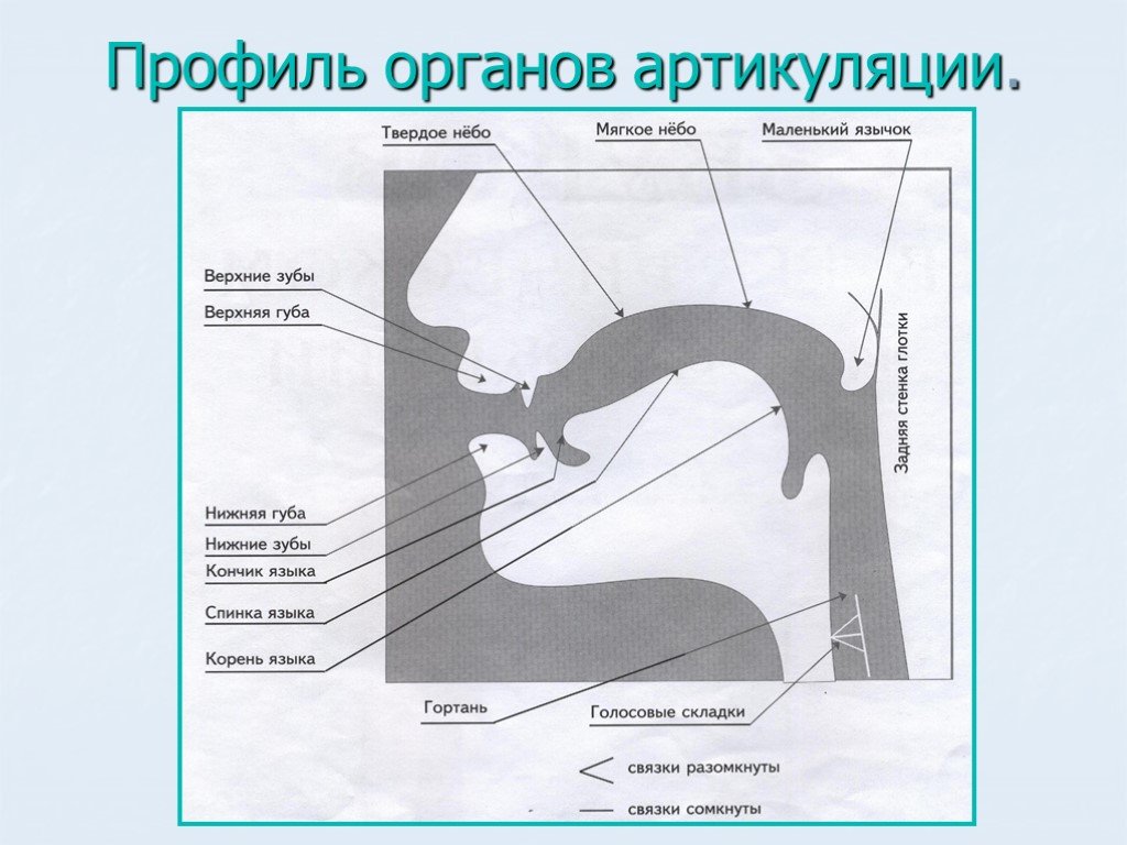 Органы речи картинка для детей