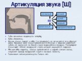 Артикуляция звука [Ш]. Губы несколько выдвинуты вперёд; Зубы сближены; Кончик языка поднят к нёбу (за альвеолы), но не касается его, образуя щель. Боковые края языка прижимаются изнутри к верхним коренным зубам, не пропуская по бокам струю выдыхаемого воздуха. Посередине языка идет тёплая воздушная 