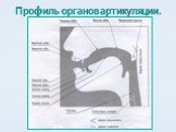 Профиль органов артикуляции.