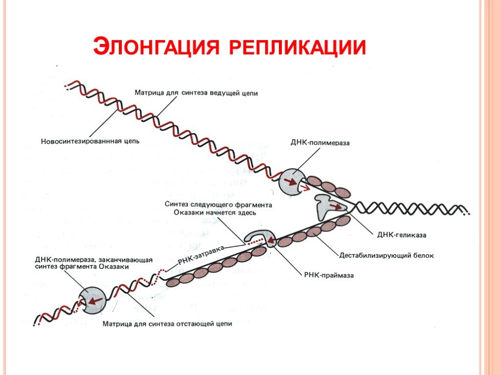3 этапа репликации. Терминация репликации ДНК схема. Этап элонгации в репликации ДНК. Этапы элонгации репликации. Элонгация ДНК схема.