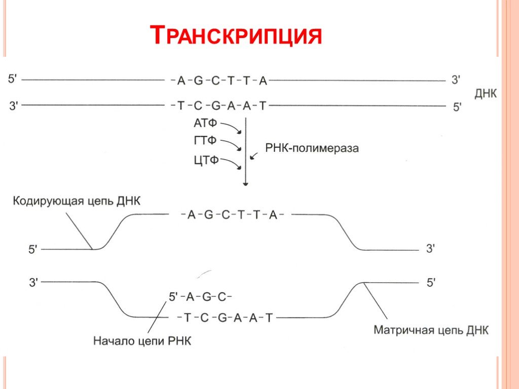 Транскрипция атф. Схема процесса транскрипции. Кодирующая и матричная цепь ДНК. Схема транскрипции ДНК биохимия. Транскрипция РНК схема.