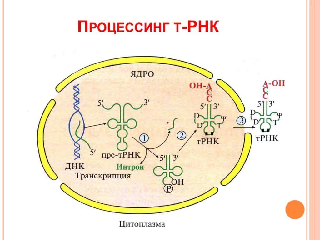 Процессинг синтез. Процессинг транспортной РНК. Процессинг ТРНК У эукариот. Матричный Синтез РНК процессинг. Процессинг ТРНК.
