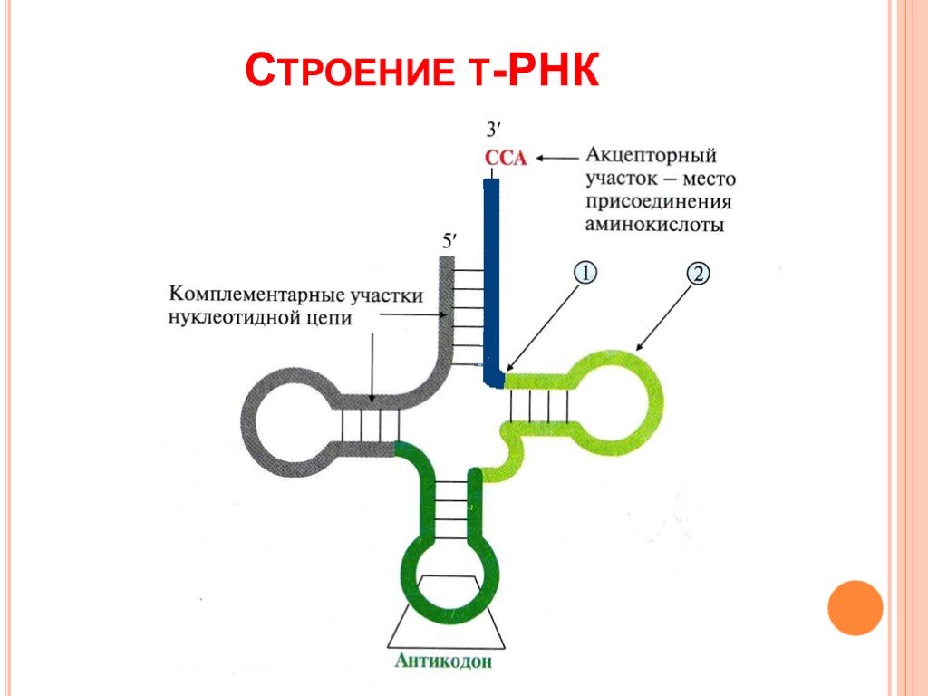 Вторичная рнк. Строение вторичной структуры ТРНК. Вторичная структура транспортной РНК. Транспортная РНК биохимия. Структура ТРНК биохимия.